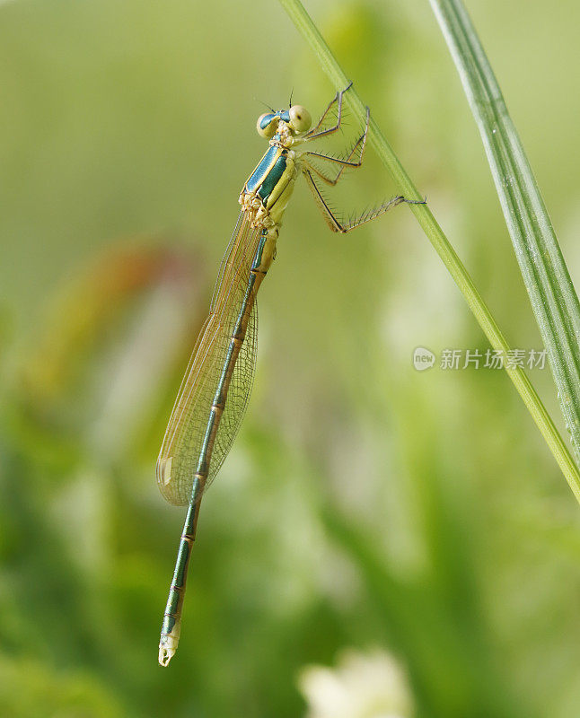 南方翡翠豆娘(Lestes barbarus)雄性